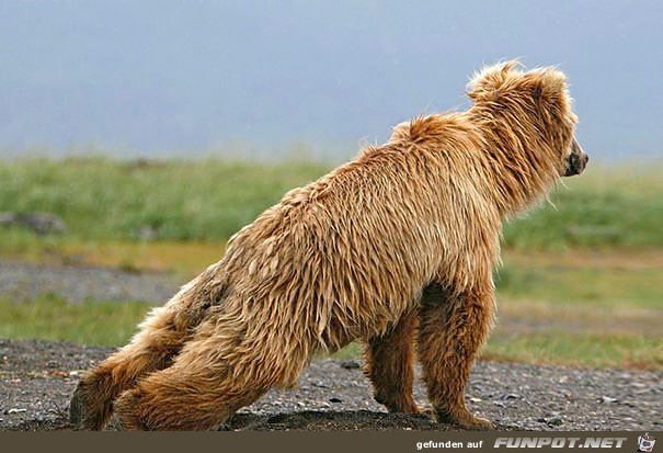 Die besten tierischen Yoga-Lehrer 21 Die besten tierischen Yoga-Lehrer 21