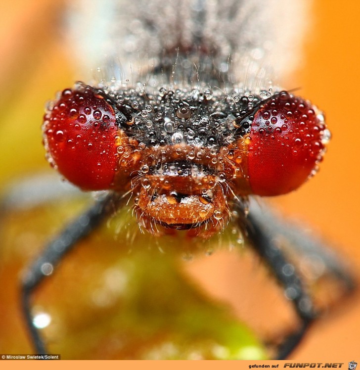 Insekten mit Tautropfen!