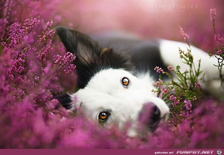 Goldige Hunde-Bilder 14 Goldige Hunde-Bilder 14
