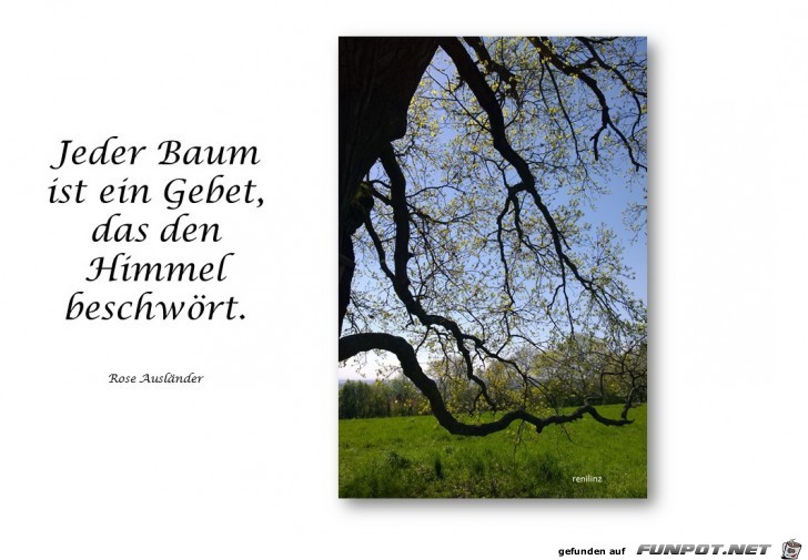 jeder baum ist jeder baum ist