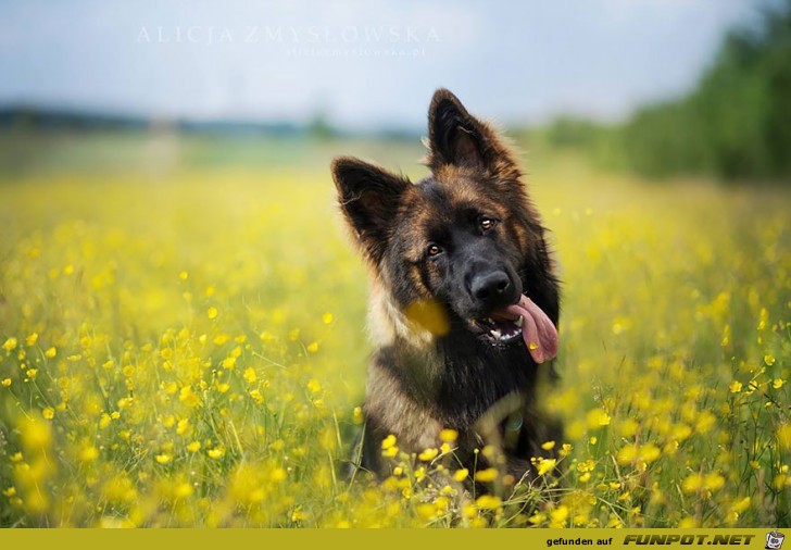Goldige Hunde-Bilder 12 Goldige Hunde-Bilder 12