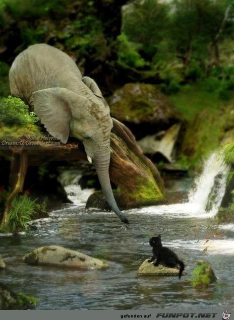 Interessante, lustige und herzergreifende Tieraufnahmen