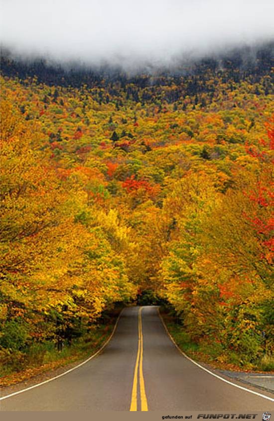 Top-10-Tree-Tunnel-08 Top-10-Tree-Tunnel-08