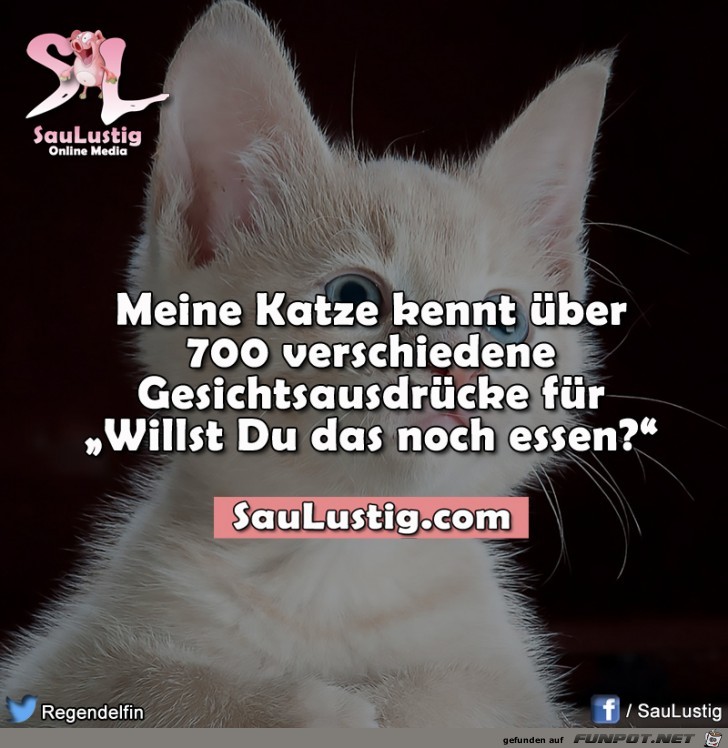Katze Katze
