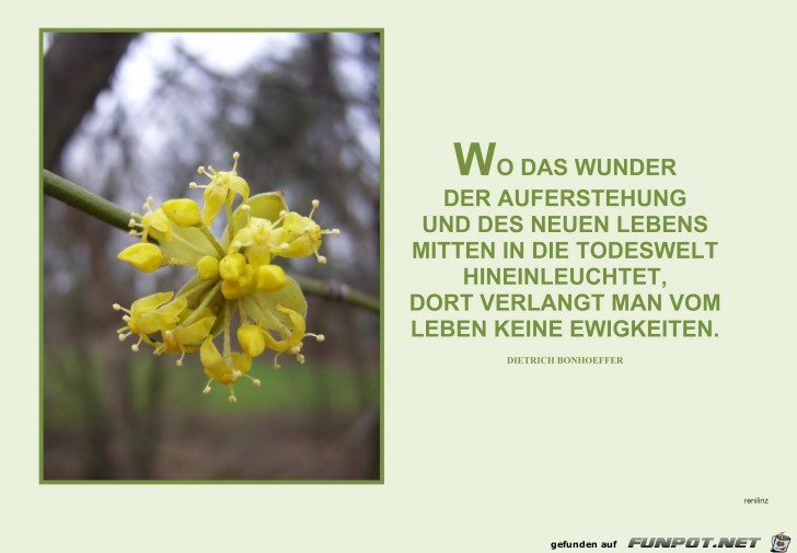 Wo das Wunder der Bonhoeffer Wo das Wunder der Bonhoeffer