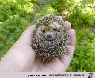FW: Baby Porcupine...adorable!
