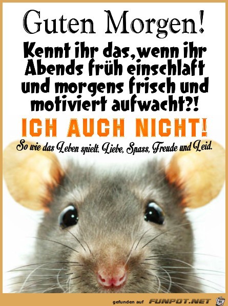 Guten Morgen- Guten Morgen-