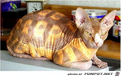 kroetenkatze kroetenkatze