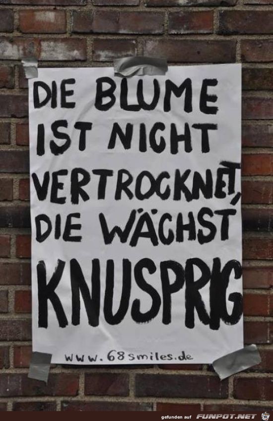 Blume Blume