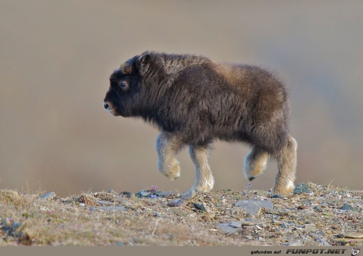 62 Schauen Sie sich dieses BABY Moschusochsen