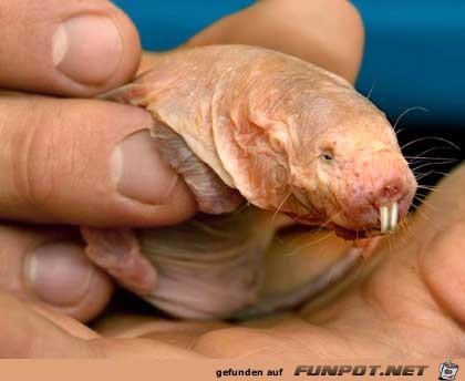 mole-ratte mole-ratte