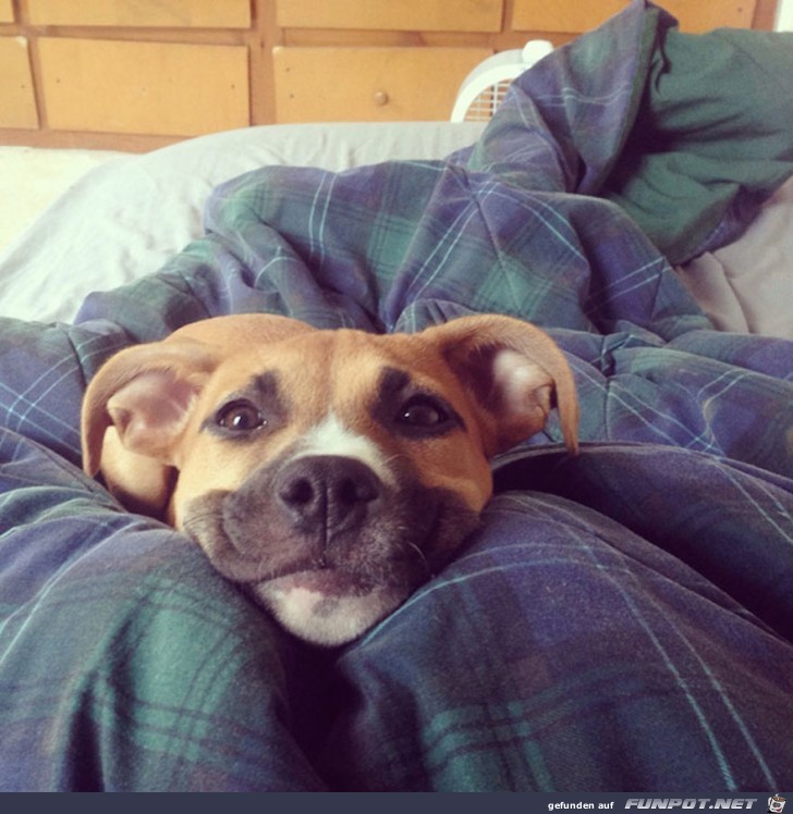Lachende Hundegesichter 10 Lachende Hundegesichter 10