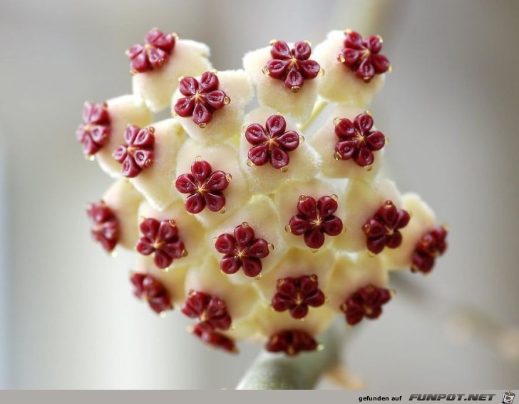 Geometrische Formen der Natur 17 Geometrische Formen der Natur 17