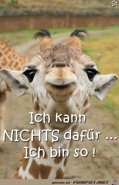 ich bin so ich bin so