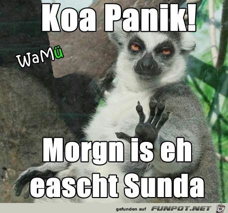koa panik koa panik
