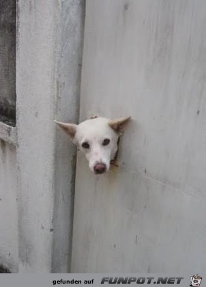 club-tierische missgeschicke 17 club-tierische missgeschicke 17