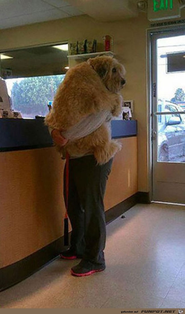 12 funny-carrying-giant-dog-vet 12 funny-carrying-giant-dog-vet