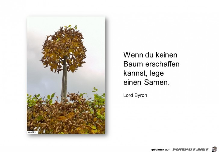 wenn du keinen Baum