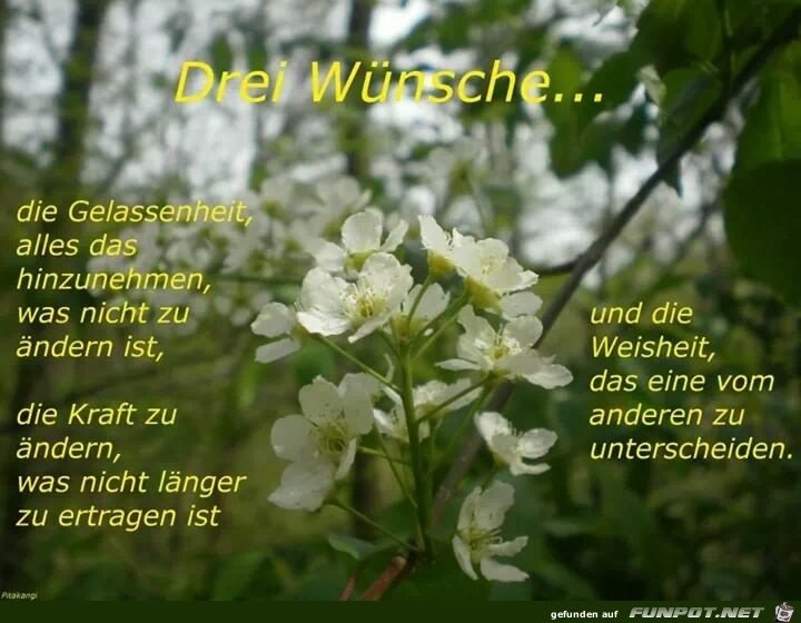 Drei Wünsche.. Drei Wünsche..