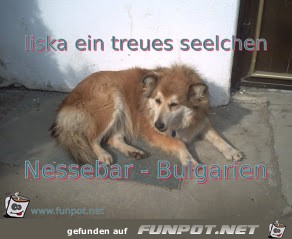 liska bulgarien liska bulgarien