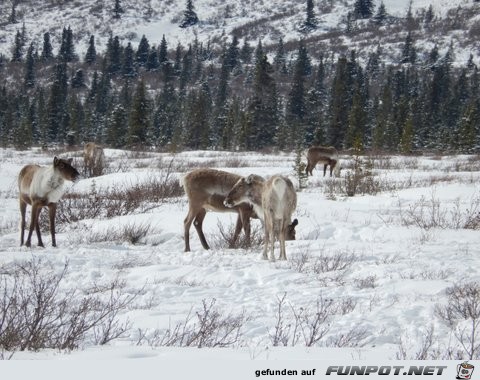 Herd of cariboo and alaska pipeline in April 2013