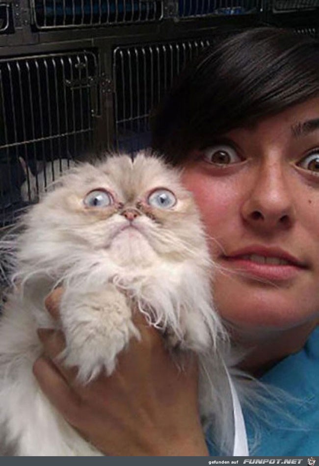 20 funny-scared-animals-vet-freaked 20 funny-scared-animals-vet-freaked