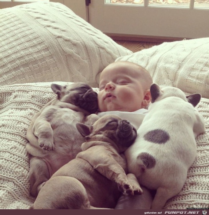 Diese Bulldoggen-Babys sind doch wirklich zum Knutschen.