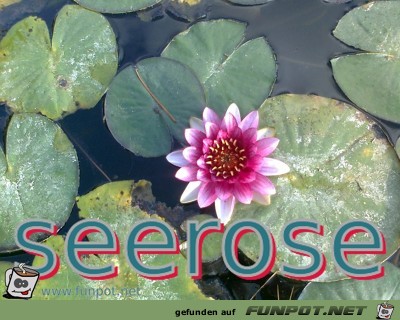 seerose