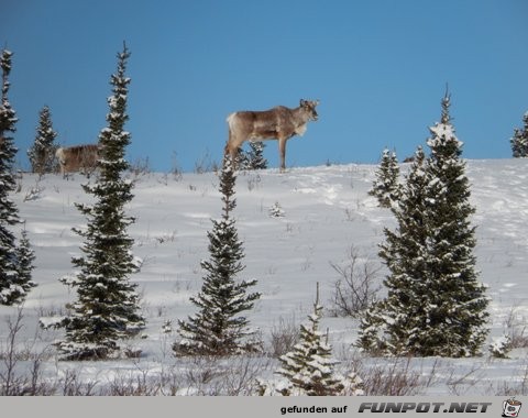 Herd of cariboo and alaska pipeline in April 2013