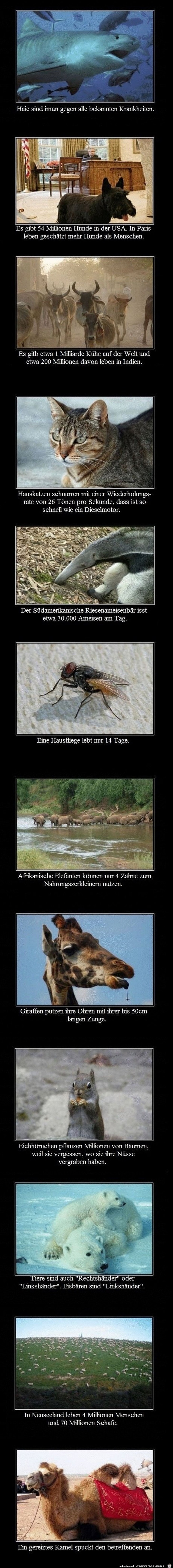 Tierfakten Tierfakten
