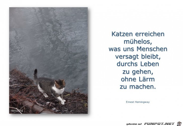 Katzen erreichen mhelos