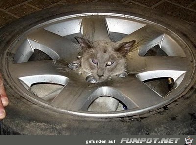 club-tierische missgeschicke 19 club-tierische missgeschicke 19