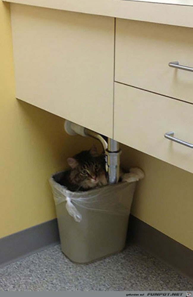 22 funny-scared-animals-vet-inside-trash-can