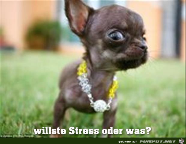 willst'e Stress?