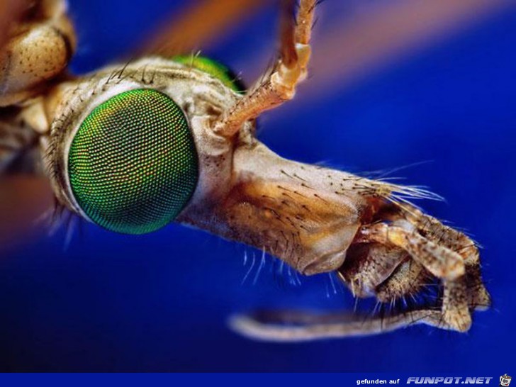 Gigantische Augen-Makro-Aufnahmen!