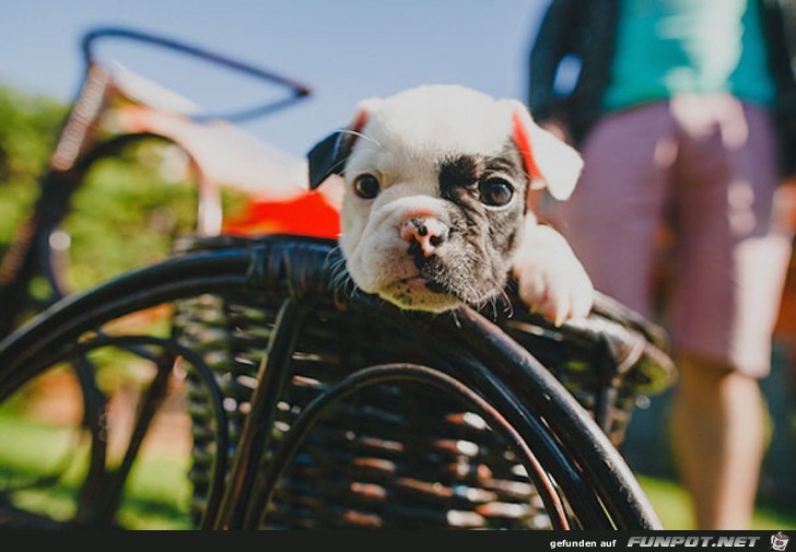 Diese Bulldoggen-Babys sind doch wirklich zum Knutschen.