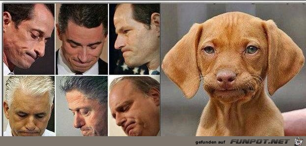Hundeblick Hundeblick