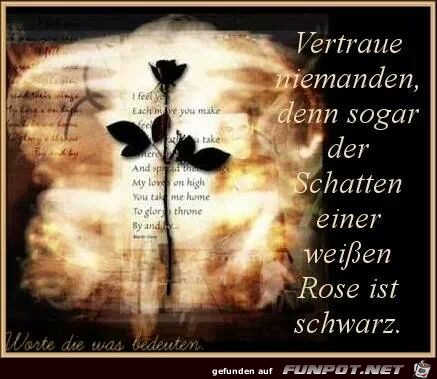 WEISSE ROSE