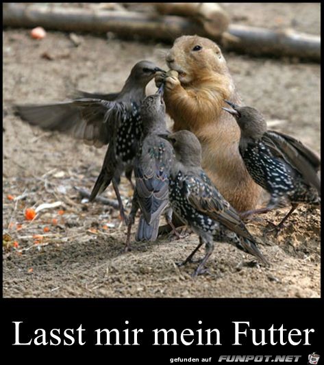 mein Futter