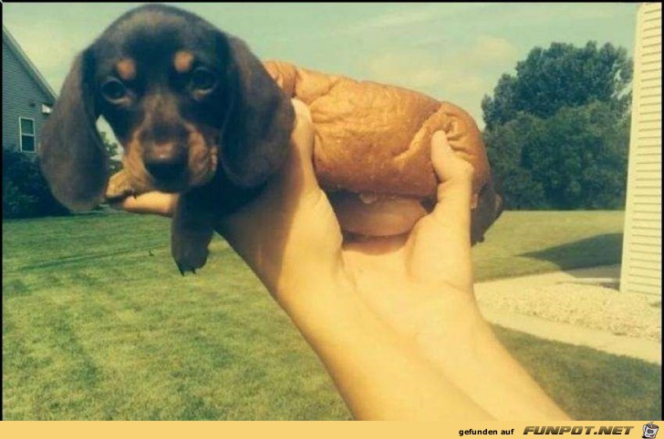 HotDog HotDog