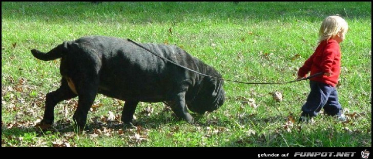 mein hund -mein groesster freund mein hund -mein groesster freund