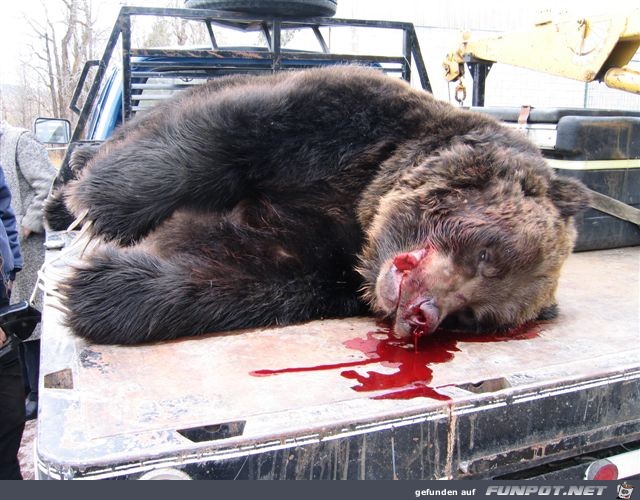 HUGE GRIZZLY BEAR KILLED BY MOTORCYCLE‏
