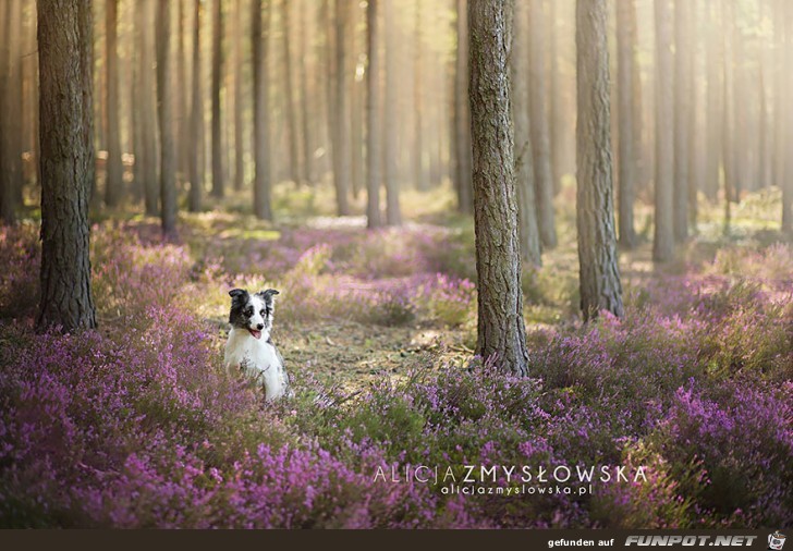 Goldige Hunde-Bilder 11 Goldige Hunde-Bilder 11