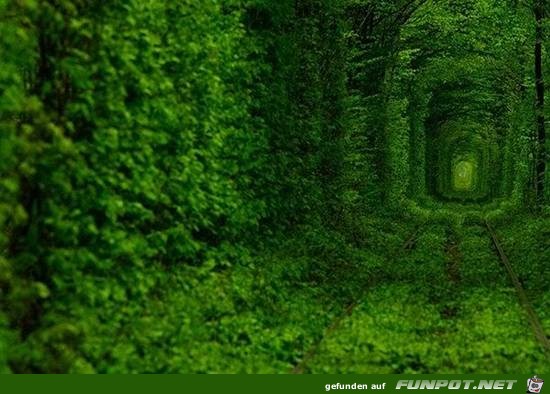 Top-10-Tree-Tunnel-03 Top-10-Tree-Tunnel-03