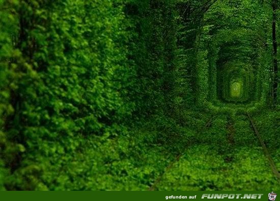 Top-10-Tree-Tunnel-03