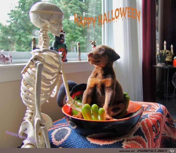 Witzige Bilder zu Halloween