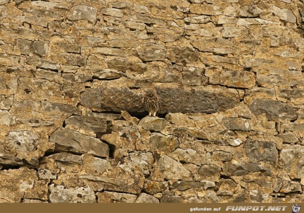 Wo ist die Eule? Gigantische Anpassungsknstler!