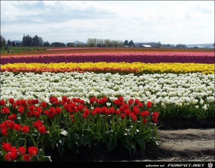 9 Millionen Tulpenzwiebeln!