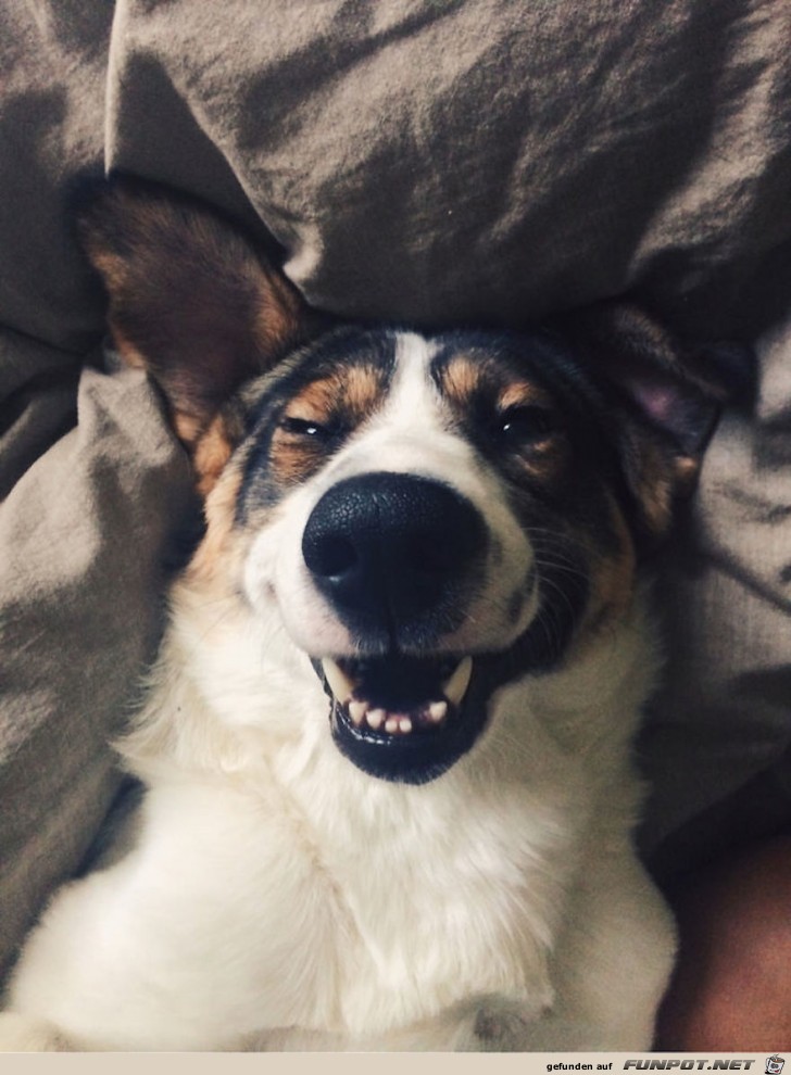 Lachende Hundegesichter 17 Lachende Hundegesichter 17