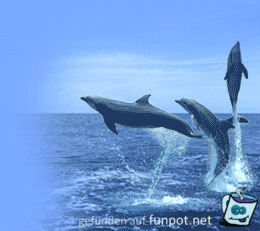 dolphins113 dolphins113